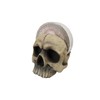 DWK Decorative Skull Holder with Drink Absorbent Coasters | 4