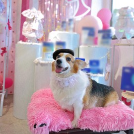 ZARSIO Small Dog Cat Beret Wool Hat Fashion Pet Cute Costume Beret (Black)