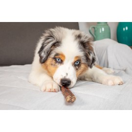 Barking Buddha 6 Inch Jumbo Bully Sticks for Dogs - Premium Fully Digestible, Odor Free 100% All Natural Tasty Beef Pizzle Chew Treats (Pack of 5)