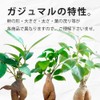 Gadmar White Gravel, Soil-Free, Hygienic, Decorative Plant, Stylish, Clean, Genuine,
