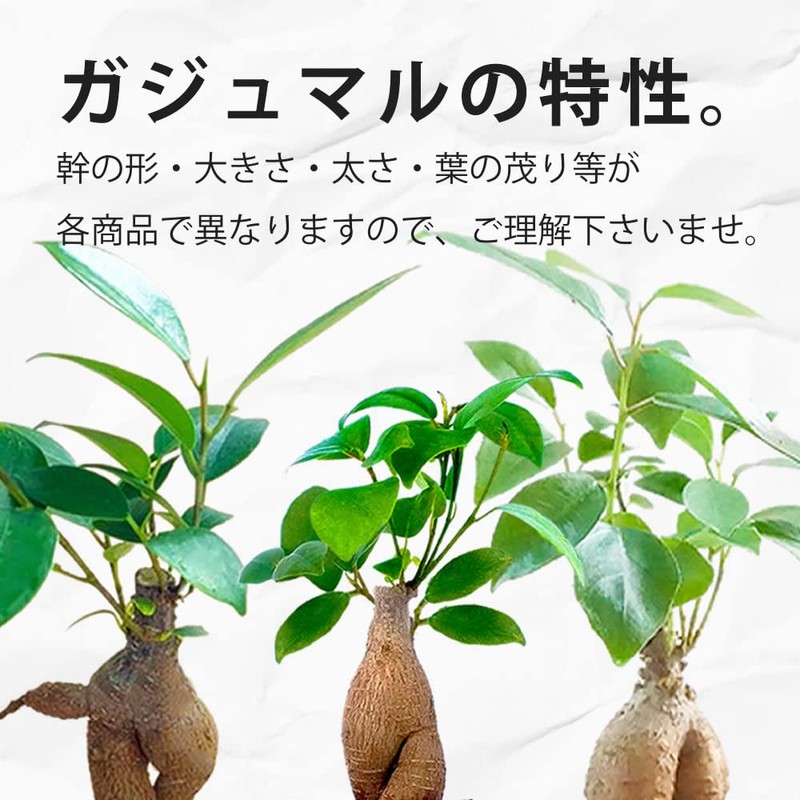Gadmar White Gravel, Soil-Free, Hygienic, Decorative Plant, Stylish, Clean, Genuine,