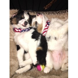 Lionet Paws Dog Collar, Comfortable Adjustable Cute Collar with Metal Buckle for Male Female Dogs, July of 4th, Medium, Neck 13.5-22 inches