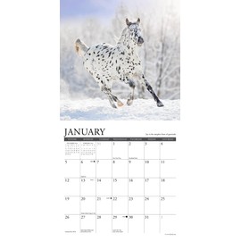 Willow Creek Press What Horses Teach Us Monthly Mini 2025 Wall Calendar (7" x 7")