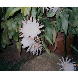 1 Well Rooted of Epiphyllum Orchid Cactus Queen Of The Night Oxypetalum Cereus Plant