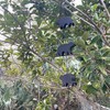 Black Bear Rain Chain - 75 inches Long with 8