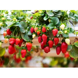 Red Climbing Hanging Strawberry Seeds for Planting - Everbearing Garden Fruit 200+ Pcs Seeds