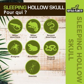 Reptiles Planet Sleeping Hollow Skull, 16 x 10 x 12 cm