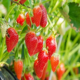 Eversweet Everbearing 10 Live Strawberry Plants, Non GMO,