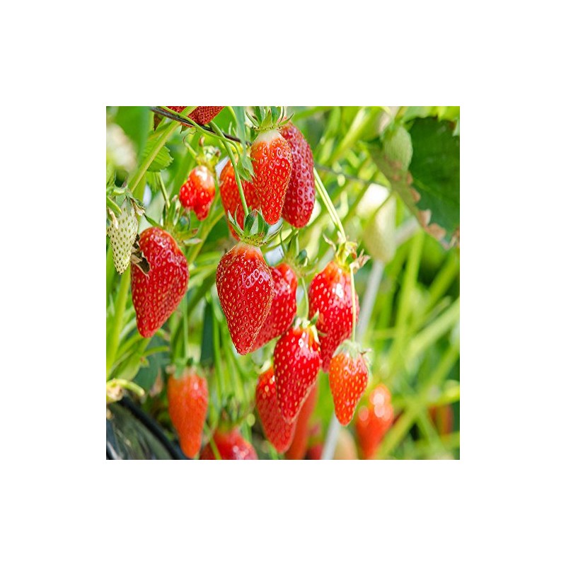 Eversweet Everbearing 10 Live Strawberry Plants, Non GMO,