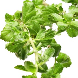 Planterest - Hygrophila Difformis Potted Live Aquarium Plant Tropical Freshwater Decorations BUY2GET1FREE