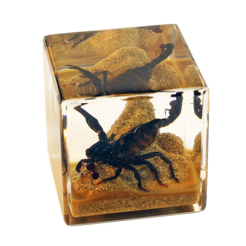 REALBUG 2" Black Scorpion Cube