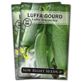 Sow Right Seeds - Luffa Gourd Seed for Planting - Non-GMO Heirloom Packet with Instructions to Plant a Home Vegetable Garden - Grow Your Own Loofah Sponge at Home - Show Off Unique Gourds (2)