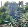 Super Blue Agave Americana, Century Plant - Size: 6in Pot,