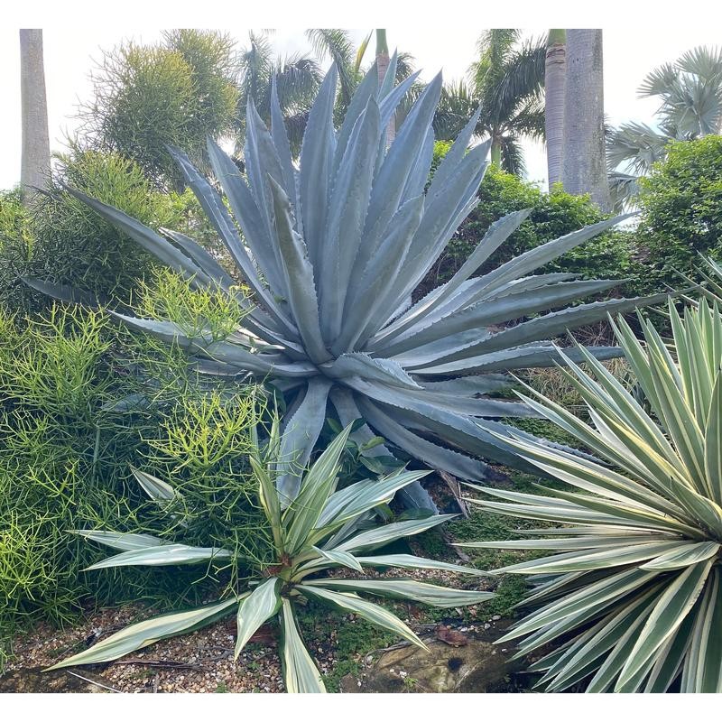 Super Blue Agave Americana, Century Plant - Size: 6in Pot,