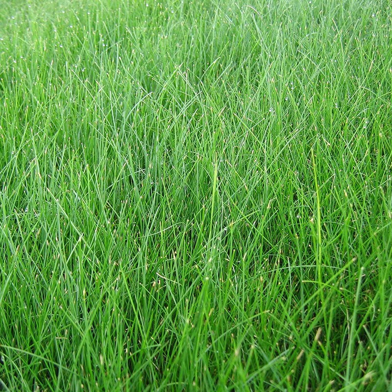 EZ Straw Lawn Repair Mix – Sun/Shade Blend – Combination