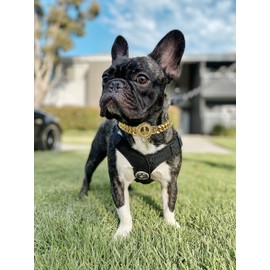 Gold Cat Dog Collar Kitten Puppy 12mm Wide Stainless Steel Kitten Choker Curb Chew Proof Cuban Link 1/2inch Chain Hip Hop Cross Button Buckle