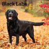 Black Labrador Retrievers | 2025 12 x 24 Inch Monthly