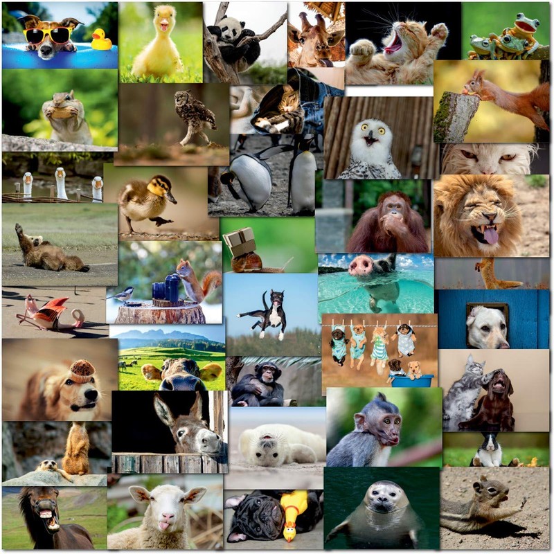 doodlecards Pack 40x Mixed Postcards Funny Animals. Multipack UK &
