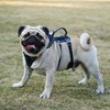 Escape Proof Dog Harness and Leash Set, Lightweight Dog Harness