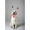 Lionet Paws Valentines Day Dog Collar Bowtie, Dog Sailor Bow