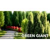 Green Giant Arborvitae | Live 1 Gallon Tree | Thuja