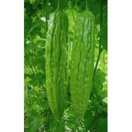 10+Green Skin Long Bitter Gourd seeds Bitter melon Seeds Ku Gua Asian Vegetable