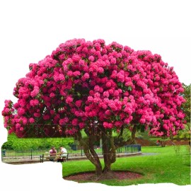 20 SEEDS for Pink Fuchsia CHERRY TREE rare blossom flowering exotic USA Seller