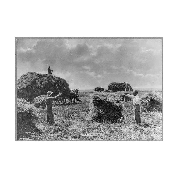 HistoricalFindings Photo: Harvesting Alfalfa,Boise,Ada County,Idaho,ID,c1910's,Men with Pitchforks