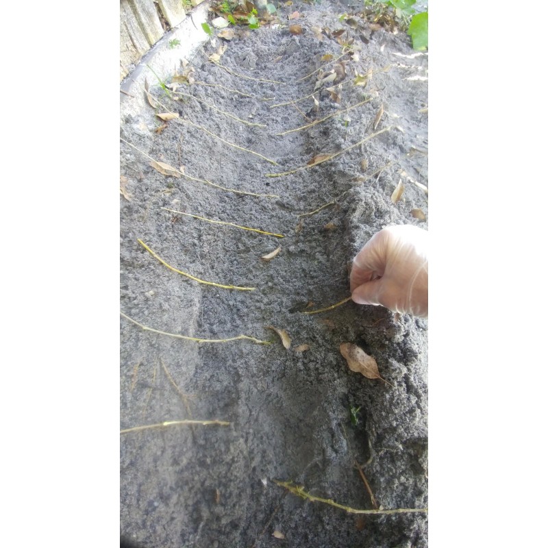 Tree Red Mulberry Tree 8 Cuttings 7"-9' long Organic Leave