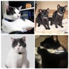 PLABBDPL Pack of 12 Cat Collar with Safety Clasp, Reflective,