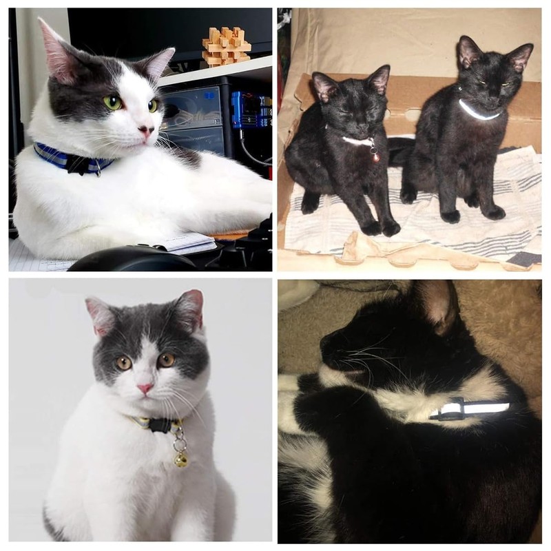 PLABBDPL Pack of 12 Cat Collar with Safety Clasp, Reflective,