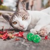 Senginoya Cat Bell Ball Cat Toy, Pet Supplies, Large Capacity,