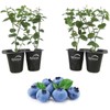 Wekiva Foliage Blueberry Variety Pack - 4 Live Starter Plants
