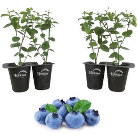 Wekiva Foliage Blueberry Variety Pack - 4 Live Starter Plants - Four Live Starter Plants for...