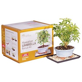 Brussel's Live Hawaiian Umbrella Indoor Bonsai Tree Kit - 3 Years, 8 to 10 in - Live Bonsai in Ceramic Bonsai Pot