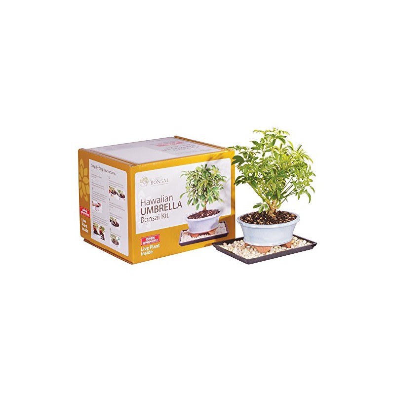 Brussel's Live Hawaiian Umbrella Indoor Bonsai Tree Kit - 3