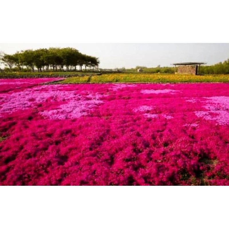 Thyme Seeds|1000 Mix Red Creeping Thyme Seeds for Planting- Wooly