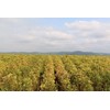 Changbai Kobo Organic Sesame Oil Low Temperature Pressing Method Ichiban