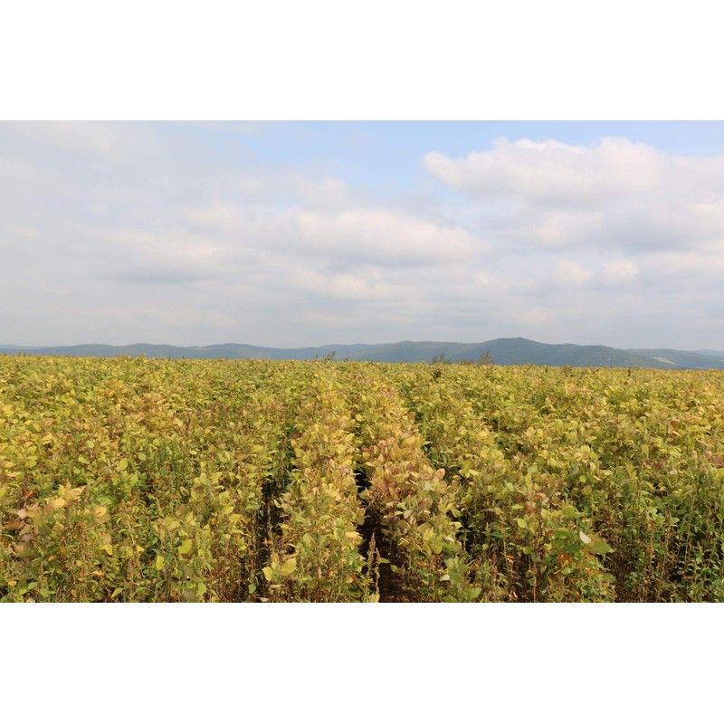 Changbai Kobo Organic Sesame Oil Low Temperature Pressing Method Ichiban