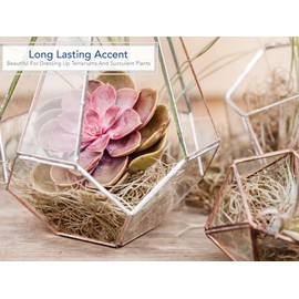 Royal Imports Preserved Natural Spanish Moss, Fresh Dried Shredded Loose Chunks, 8 Oz Bag