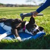 PAW WAVE PERK Percussion Pet Massager for Dogs and Cats
