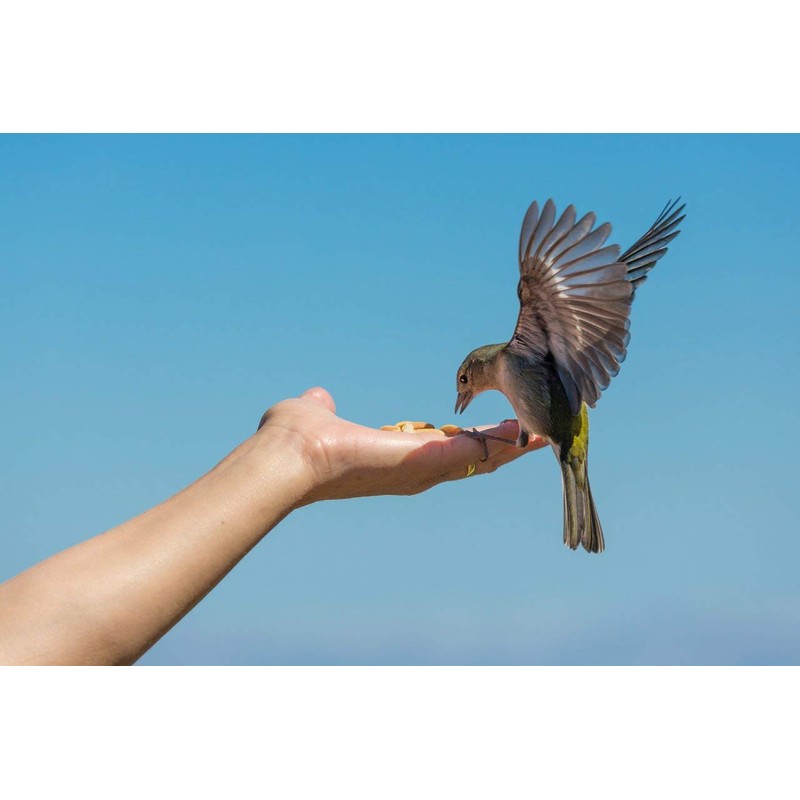 Wakefield Virginia Peanuts Animal Grade Raw Wildlife Peanuts, 20 LBS