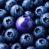 Pretty Skin Blueberry Lip Balm 9g / 프리티스킨 블루베리 립밤