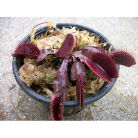 Adult Sized Red Dragon Venus Flytrap (Fly Trap) Carnivorous Plant 3 inch Pot