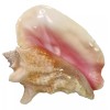 Conch Slit Shell Back 6-8, Conch Shell Seashell Table Top