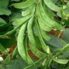 Sem Phali Heirloom Flat Bean Seeds for Planting, Non-GMO, Set
