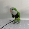 Bird Flight Harness Vest, Parrot Flight Suit with Leash for