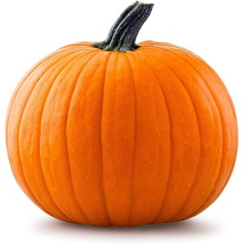 Big Max Pumpkin Seeds - 100 Pounds and Up! - 20 Seeds