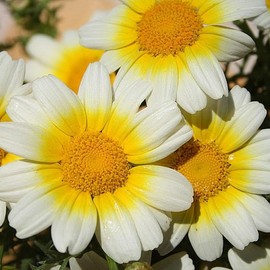Chrysanthemum Garland Daisy Flower Seeds, 1500+ Heirloom Seeds Per Packet, (Isla's Garden Seeds), Non GMO Seeds, Scientific Name: Glebionis coronaria