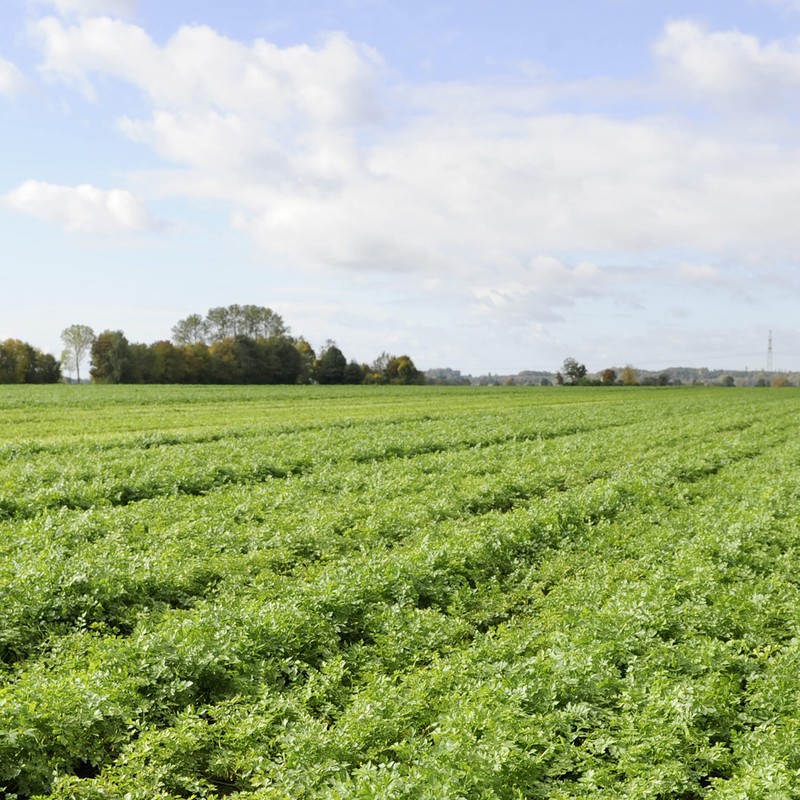 Knorr Pasta Sides Pasta Sides Dish, Butter 4.5 oz (Pack